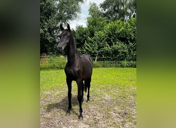 Hanoverian, Stallion, 2 years, 16,1 hh, Black