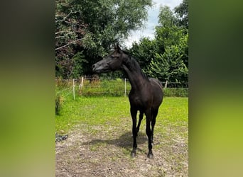 Hanoverian, Stallion, 2 years, 16,1 hh, Black