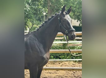 Hanoverian, Stallion, 2 years, 16,1 hh, Black