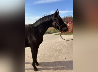 Hanoverian, Stallion, 2 years, 16,1 hh, Black