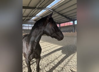 Hanoverian, Stallion, 2 years, 16,1 hh, Black
