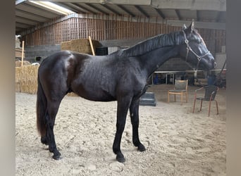 Hanoverian, Stallion, 2 years, 16,1 hh, Black