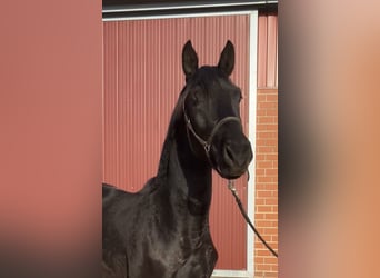 Hanoverian, Stallion, 2 years, 16,1 hh, Black