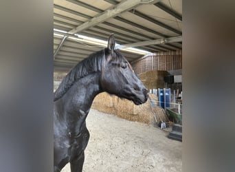 Hanoverian, Stallion, 2 years, 16,1 hh, Black