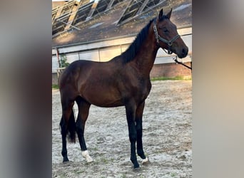 Hanoverian, Stallion, 2 years, 16,1 hh, Brown