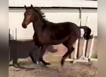 Hanoverian, Stallion, 2 years, 16,1 hh, Brown