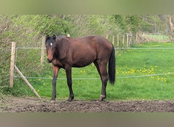 Hanoverian, Stallion, 2 years, 16,1 hh, Brown