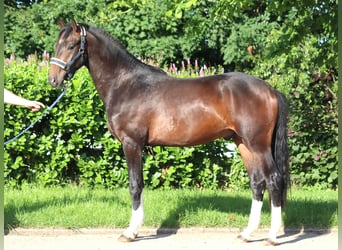 Hanoverian, Stallion, 2 years, 16,1 hh, Brown