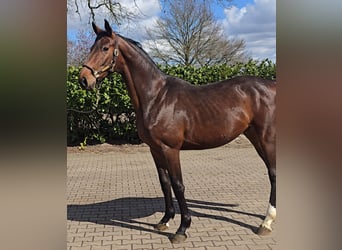 Hanoverian, Stallion, 2 years, 16,1 hh, Brown