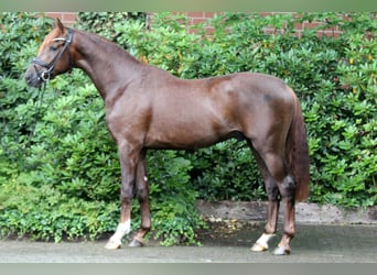 Hanoverian, Stallion, 2 years, 16,1 hh, Chestnut