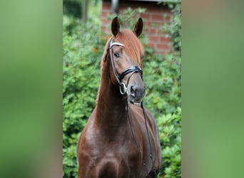 Hanoverian, Stallion, 2 years, 16,1 hh, Chestnut