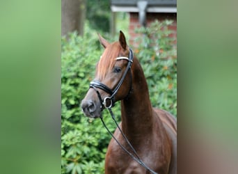 Hanoverian, Stallion, 2 years, 16,1 hh, Chestnut