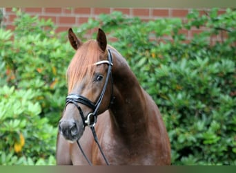 Hanoverian, Stallion, 2 years, 16,1 hh, Chestnut