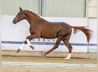 Hanoverian, Stallion, 2 years, 16,1 hh, Chestnut-Red