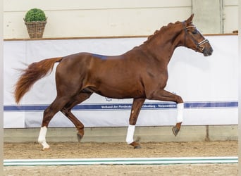Hanoverian, Stallion, 2 years, 16,1 hh, Chestnut-Red