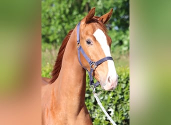 Hanoverian, Stallion, 2 years, 16,1 hh, Chestnut-Red