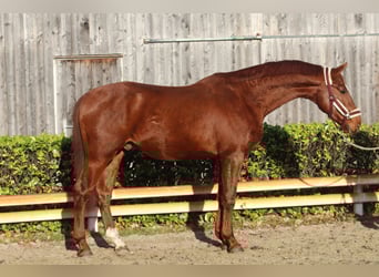 Hanoverian, Stallion, 2 years, 16,1 hh, Chestnut-Red