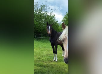 Hanoverian, Stallion, 2 years, 16,1 hh