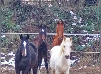 Hanoverian, Stallion, 2 years, 16,1 hh