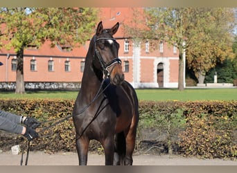 Hanoverian, Stallion, 2 years, 16,2 hh, Bay-Dark