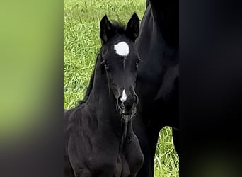 Hanoverian, Stallion, 2 years, 16,2 hh, Black