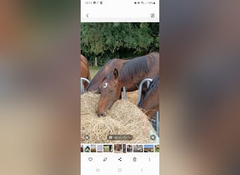 Hanoverian, Stallion, 2 years, 16,3 hh, Bay-Dark