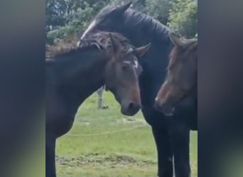 Hanoverian, Stallion, 2 years, 16,3 hh, Bay-Dark