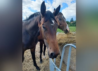 Hanoverian, Stallion, 2 years, 16,3 hh, Bay-Dark