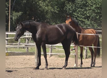 Hanoverian, Stallion, 2 years, 16,3 hh, Black