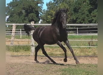 Hanoverian, Stallion, 2 years, 16,3 hh, Black