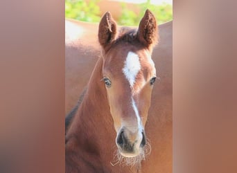 Hanoverian, Stallion, 2 years, 16,3 hh, Brown