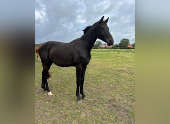 Hanoverian, Stallion, 2 years, 16,3 hh, Smoky-Black