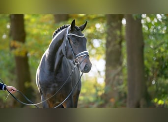 Hanoverian, Stallion, 2 years, 17.1 hh, Bay-Dark