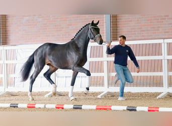 Hanoverian, Stallion, 2 years, 17.1 hh, Bay-Dark