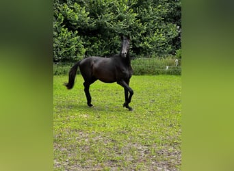 Hanoverian, Stallion, 2 years, 17 hh, Black