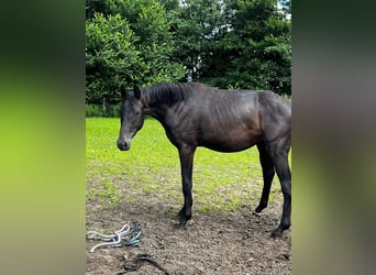 Hanoverian, Stallion, 2 years, 17 hh, Black