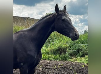 Hanoverian, Stallion, 2 years, 17 hh, Black