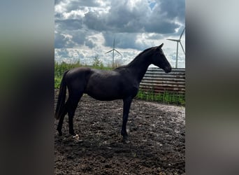 Hanoverian, Stallion, 2 years, 17 hh, Black