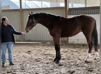 Hanoverian, Stallion, 2 years, 17 hh, Brown