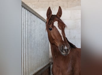 Hanoverian, Stallion, 2 years, 17 hh, Chestnut