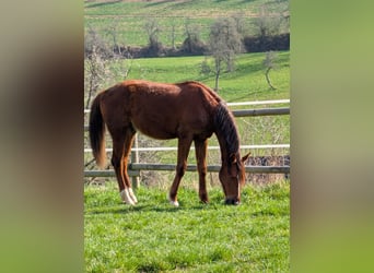 Hanoverian, Stallion, 2 years, 17 hh, Chestnut