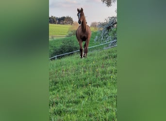 Hanoverian, Stallion, 2 years, 17 hh, Chestnut