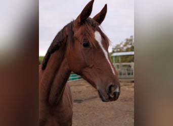 Hanoverian, Stallion, 2 years, 17 hh, Chestnut