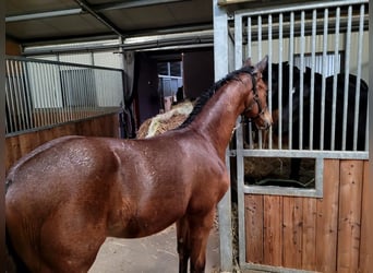 Hanoverian, Stallion, 2 years, 17 hh