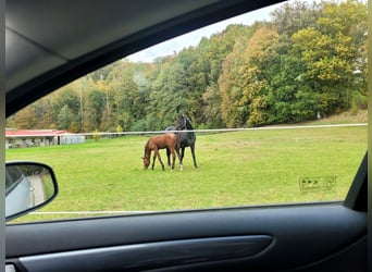 Hanoverian, Stallion, 2 years, 17 hh