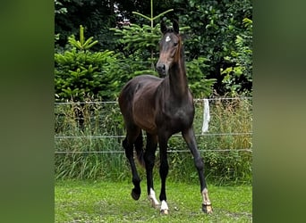 Hanoverian, Stallion, 2 years, 17,1 hh, Bay-Dark