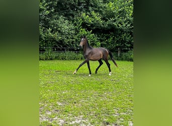 Hanoverian, Stallion, 2 years, 17,1 hh, Bay-Dark