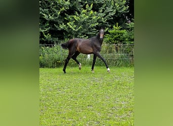 Hanoverian, Stallion, 2 years, 17,1 hh, Bay-Dark