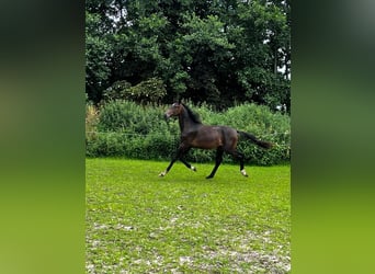 Hanoverian, Stallion, 2 years, 17,1 hh, Bay-Dark