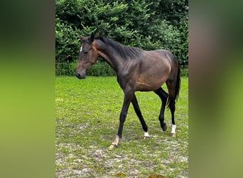 Hanoverian, Stallion, 2 years, 17,1 hh, Bay-Dark